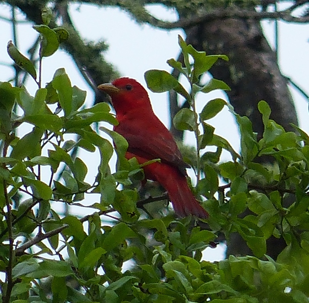 Summer Tanager